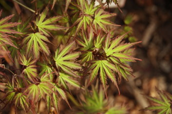 Acer palmatum Okina 