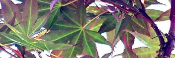 Acer pseudosieboldianum x acer Dark Star