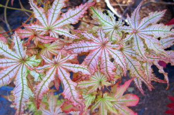 Acer palmatum Peaches and Cream