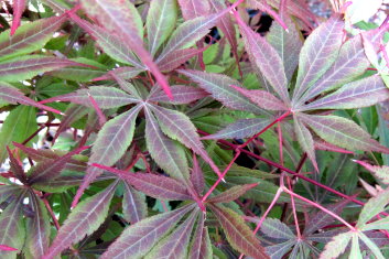 Acer palmatum Davidsan