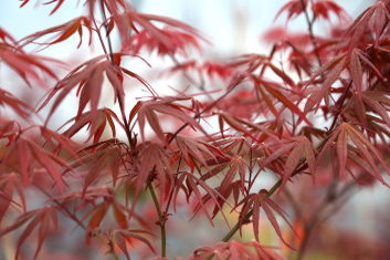 Acer palmatum Aka hosada