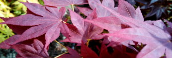 Acer palmatum Tsukubane