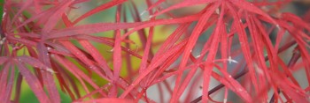 Acer palmatum Atrolineare (Red Scolopendrifolium )