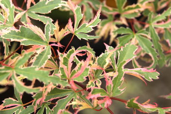Acer palmatum Mama fu