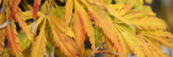 Acer palmatum Eagle's Tail  (See washi-no-o)