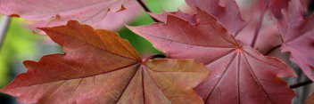 Acer platanoides Globosum Purpurea