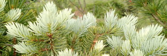 z Conifer Picea pungens Bakeri