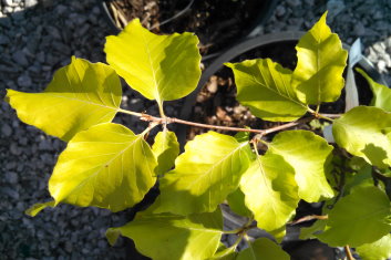 Fagus sylvatica Rohanii Aurea