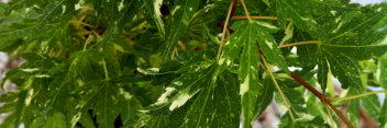 Acer palmatum Ryugu