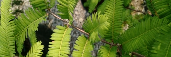 z Metasequoia glyptostroboides Waasland (Dawn Redwood)