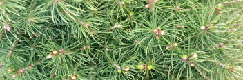 z Conifer Picea glauca Daisy's White