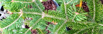 z Conifer Abies lasiocarpa x koreana Hybrid