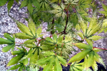 Acer palmatum Peve Multicolor