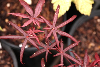 Acer palmatum Peve Starfish