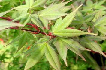 Acer palmatum Green Tea