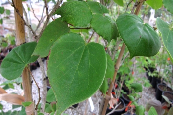 Cercis chinensis Don Egolf