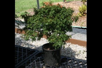 Acer palmatum Yuri hime Sport