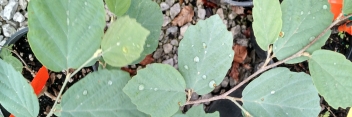 z Fothergilla intermedia Blue Shadow