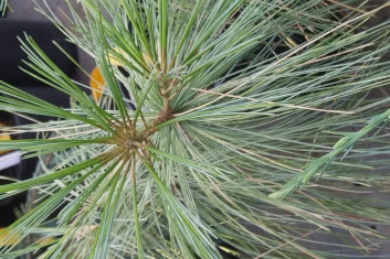 Pinus wallichiana Frosty