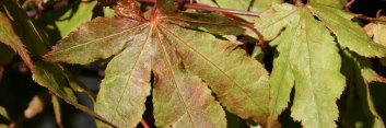 Acer palmatum Rugose