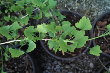 Ginkgo biloba Munchkin