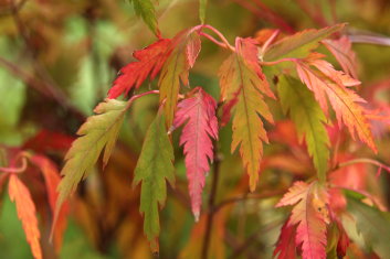 Acer palmatum Hanezu Hagoromo