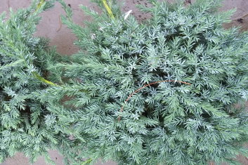 Juniperus squamata Blue Carpet