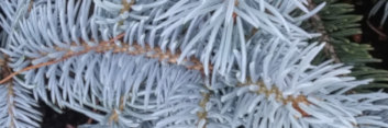 z Conifer Picea pungens Coors