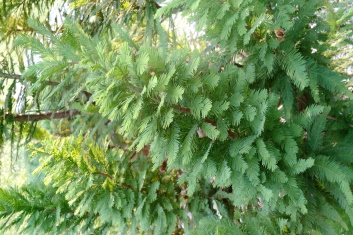 Taxodium distichum Peve Minaret