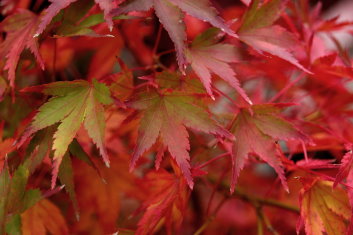 Acer palmatum Harusame