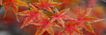 Acer palmatum Koshibori nishiki