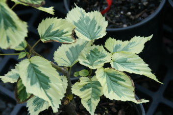 Davidia involucrata Lady Sunshine