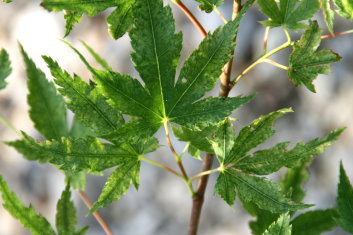 Acer palmatum Murakumo