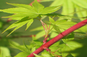 Acer palmatum Japanese Sunrise