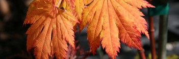 Acer japonicum Oisami