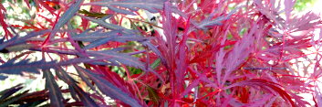 Acer palmatum Mr. T