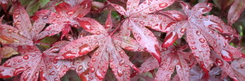 Acer palmatum Verna Jean