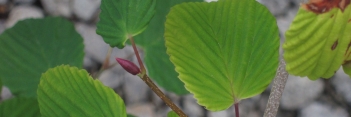 z Corylopsis glabrescens Longwood Chimes