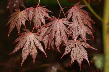 Acer shirasawanum Yasemin