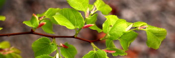 z Tilia Kiusiana
