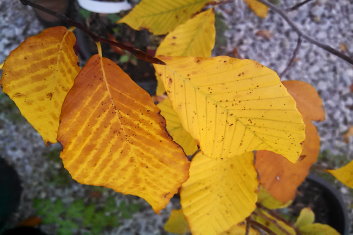 Fagus sylvatica Dawyck Gold