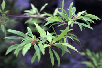 Acer palmatum Koshimino