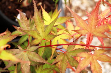 Acer palmatum Hino tori nishiki