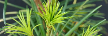 z Conifer Sciadopitys verticillata Wintergreen