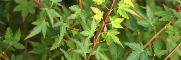 Acer palmatum Hanami nishiki