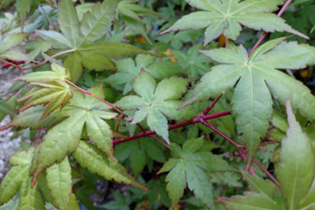 Acer palmatum Sir Damon