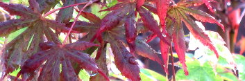 Acer palmatum Trompenburg