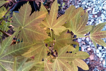 Acer campbellii Exuberance