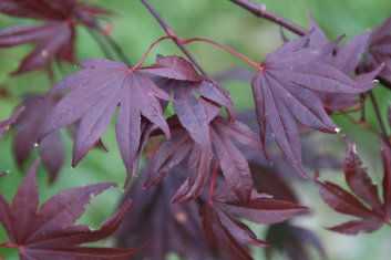 Acer palmatum Adrian's Compact