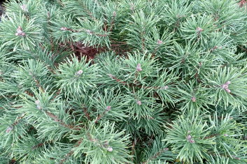Pinus mugo Slowmound